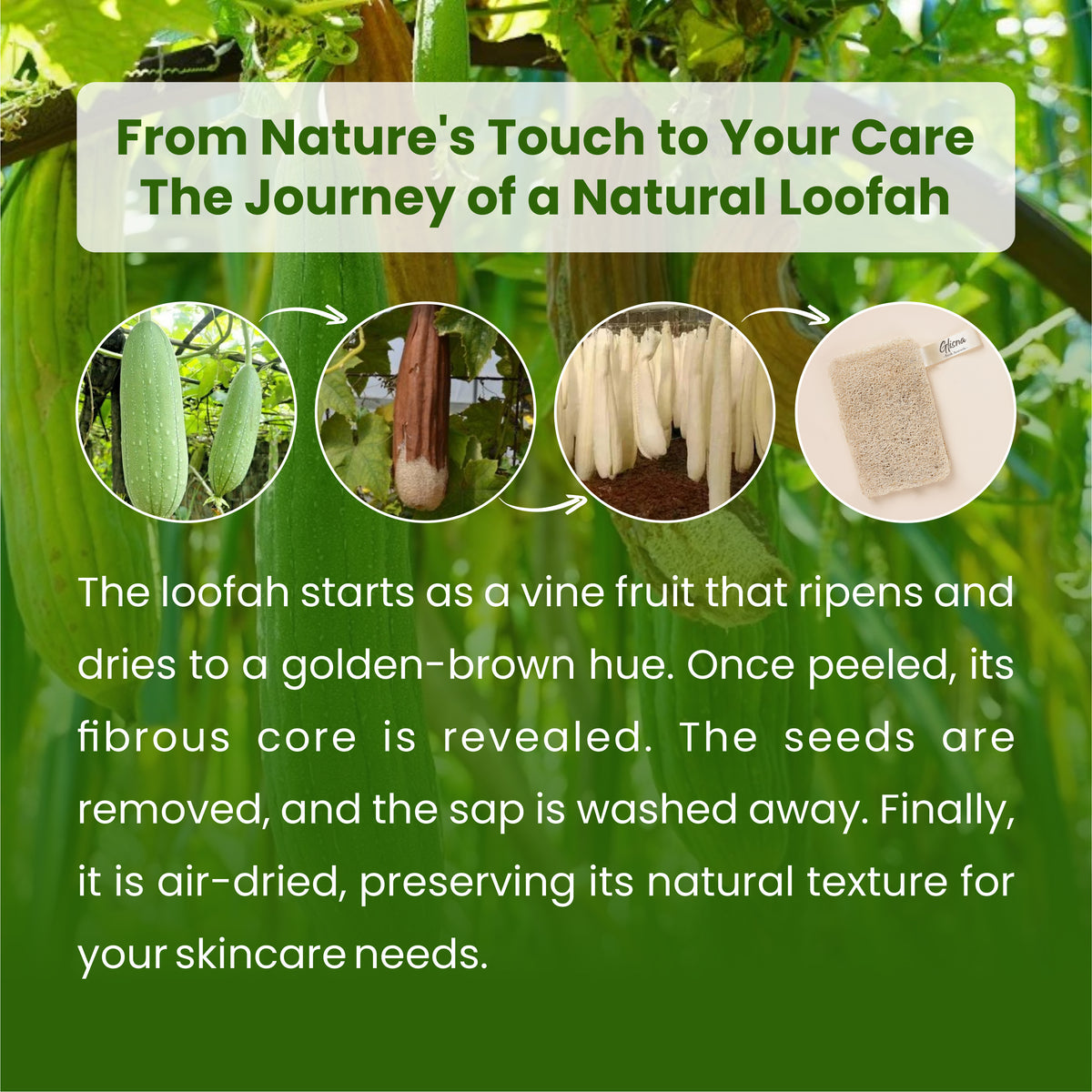 Prevention of Natural Loofah